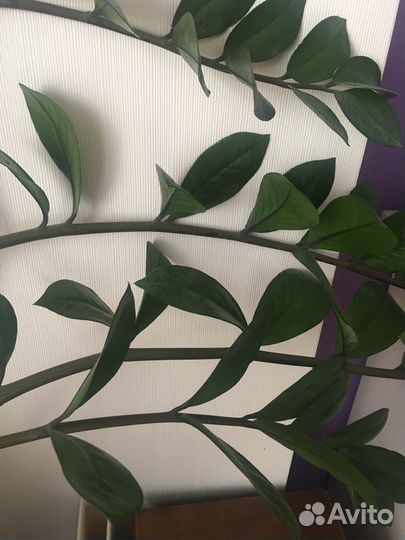 Замиокулькас