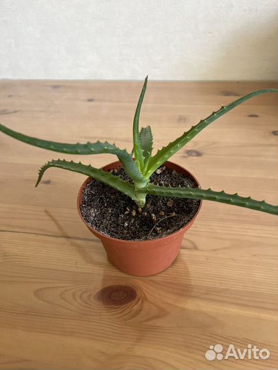 Алоэ лечебный