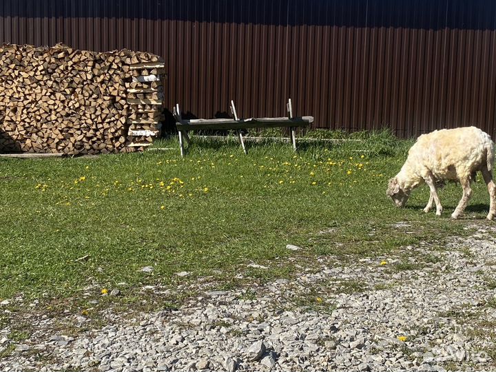 Овечка бараны