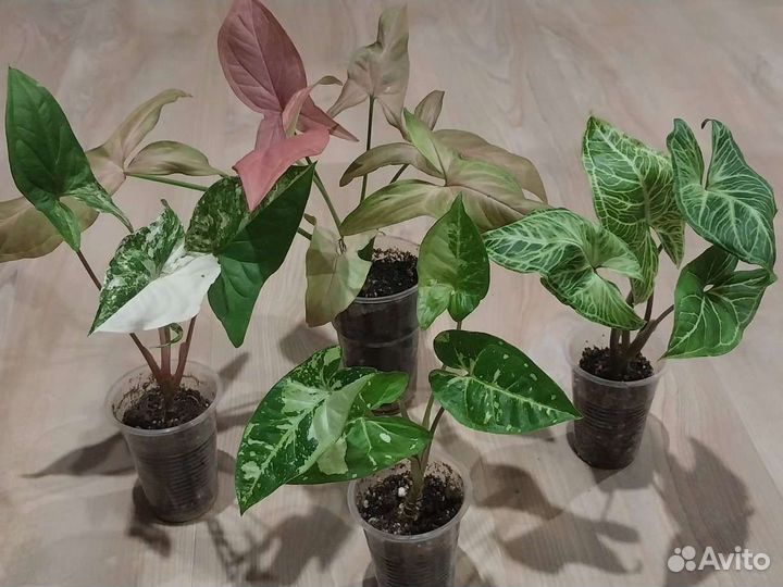 Сингониум, сорта разные