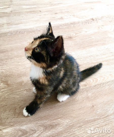 Кошки в добрые руки