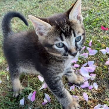 Каракет котёнок