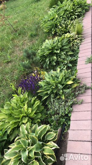 Растения кустами