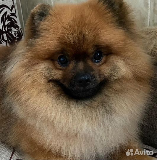 Вязка собак шпиц