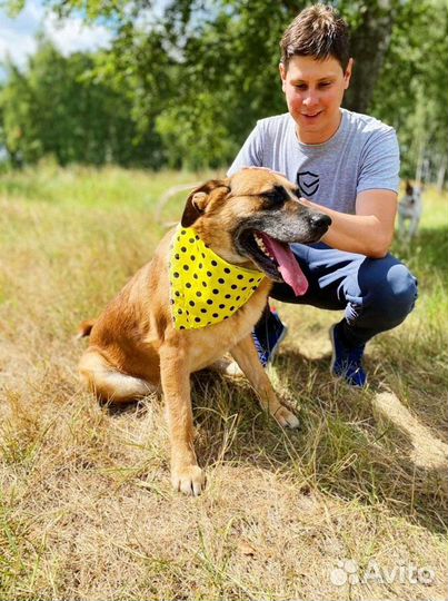 Большая добрая собака