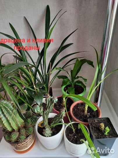 Цветы домашние