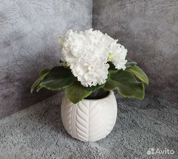 Фиалка см-Букет Невесты. Лист с детками