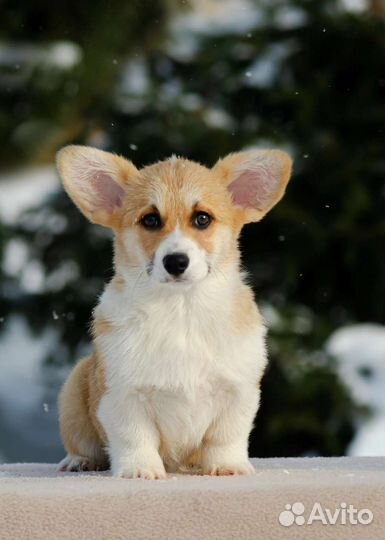 Щенок вельш корги пемброк - девочка