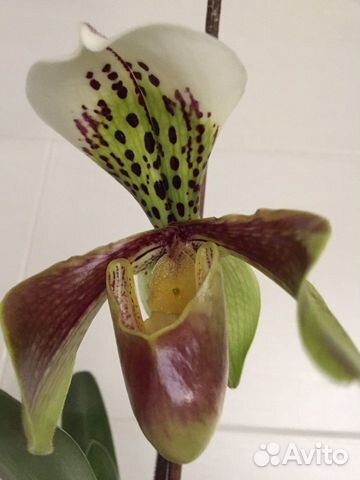 Орхидея пафиопедилум (венерин башмачок