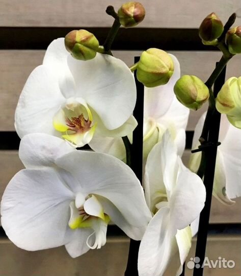 Орхидея фаленопсис Oxford