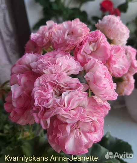 Пеларгония Kvarnlyckans Anna-Jeanette