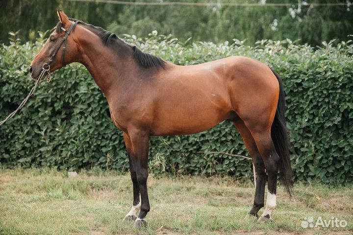 Жеребец в спорт