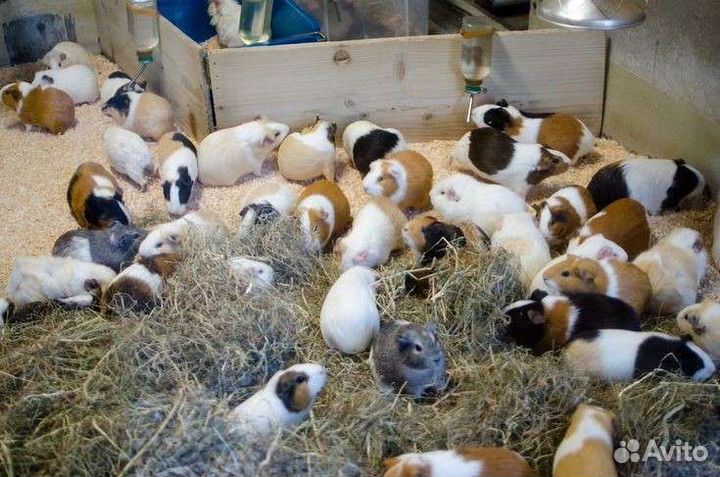 Морские свинки