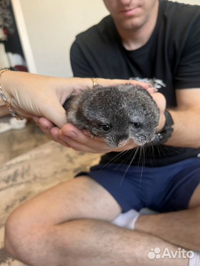 Шиншилла 2 мальчика