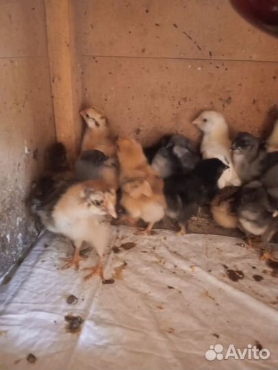 Цыплята разных пород