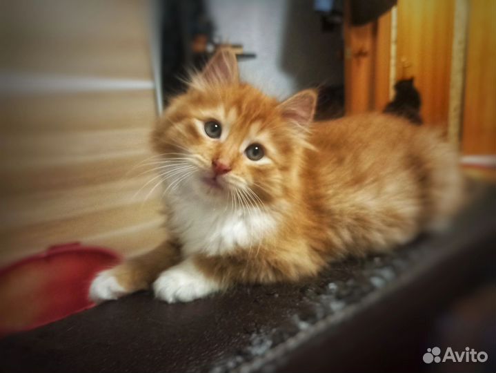 Рыжий котенок