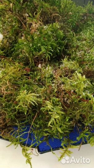 Мох сфагнум живой