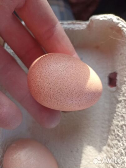 Цесариные яйца