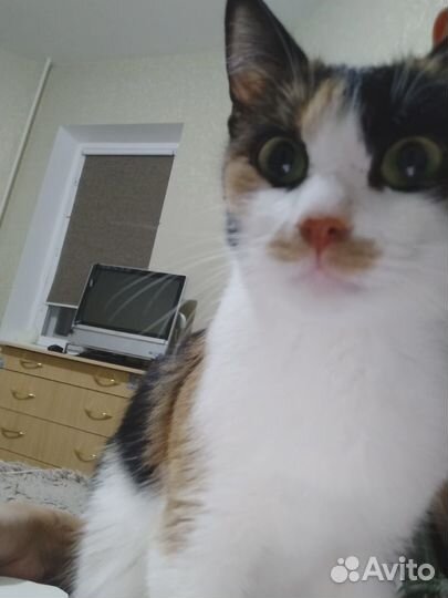 Кошечка в добрые руки