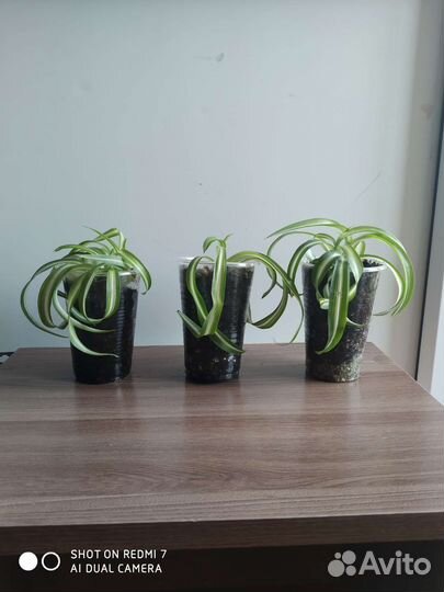 Хлорофитум кудрявый