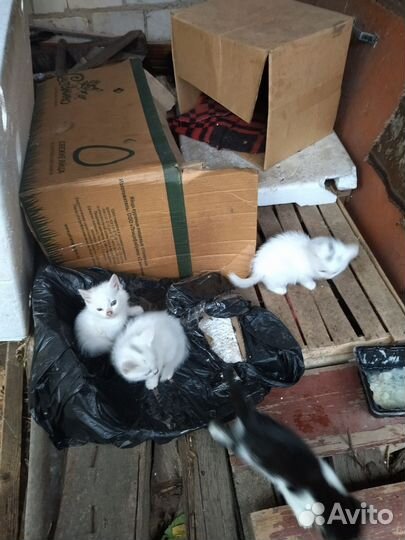 Котята в добрые руки