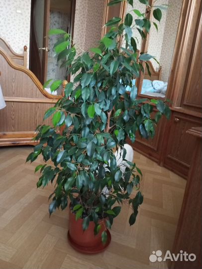 Фикус бенджамина