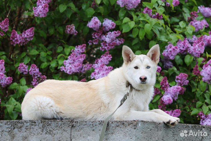 Красотка Перси, стерилизована