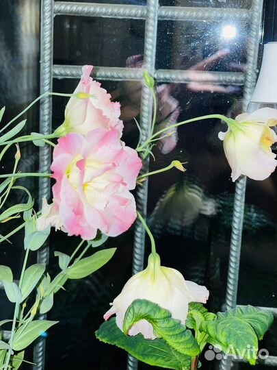 Рассада эустомы