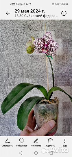 Орхидея фаленопсис дикий кот