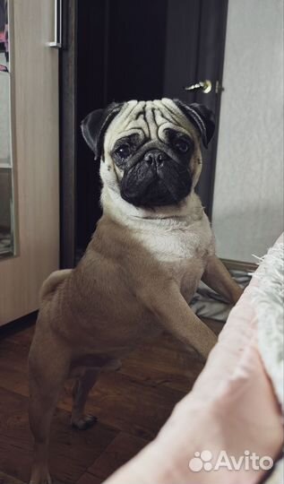 Мопс вязка мальчик