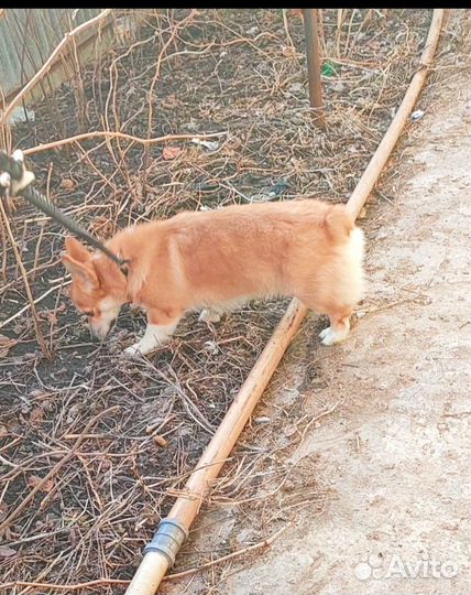 Ждём на вязку