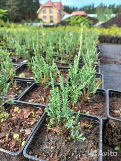 Можжевельник скальный 