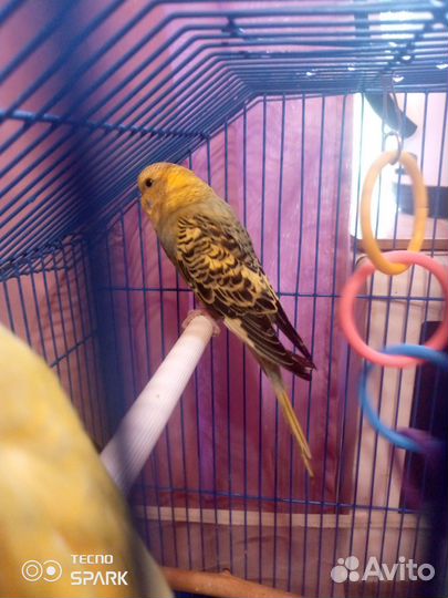 Волнистый попугай