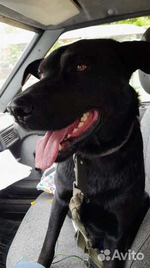 Собака в добрые руки