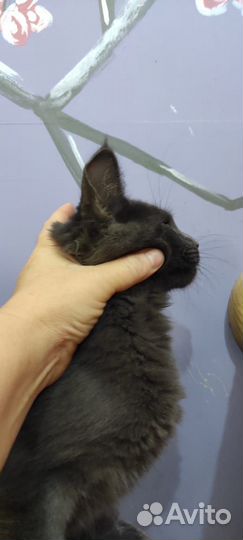 Мейн-кун мальчик голубой солид 4 мес