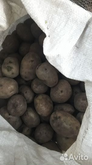 Семенной картофель адретта