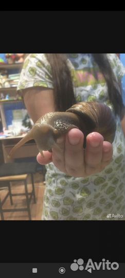 Улитки ахатин бесплатно