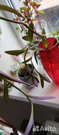 Традесканция срез