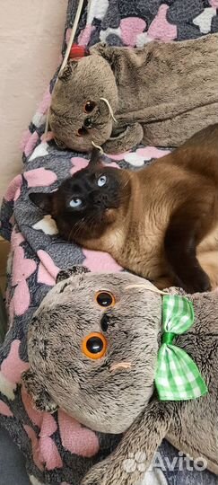 Красавчик Боцман