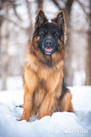 Немецкая овчарка вязка кабель