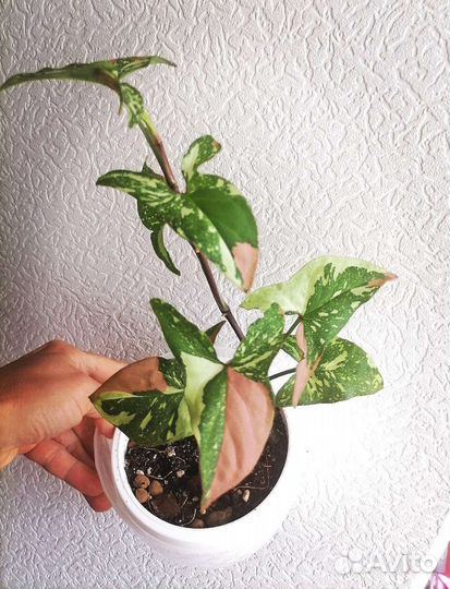 Сингониум Ред Спот Триколор