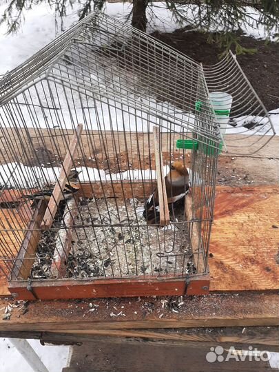 Лесные птицы