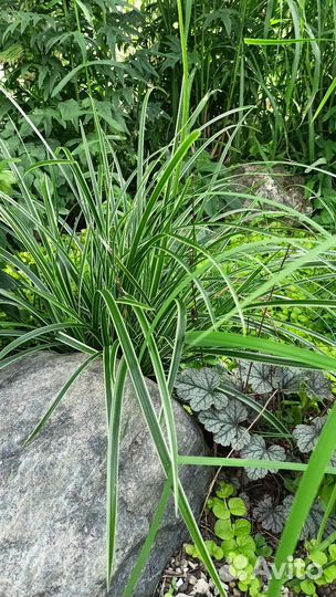 Вечнозеленая осока Мэрроу вариегата