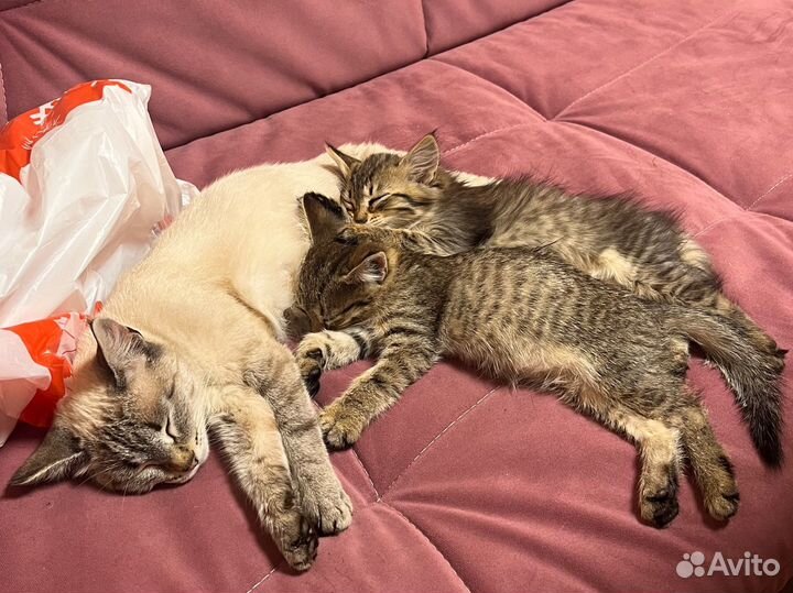 Котенок мальчишка в добрые руки