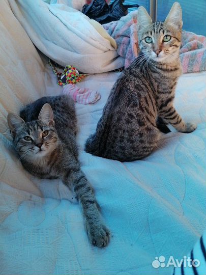 Бенгальский кот