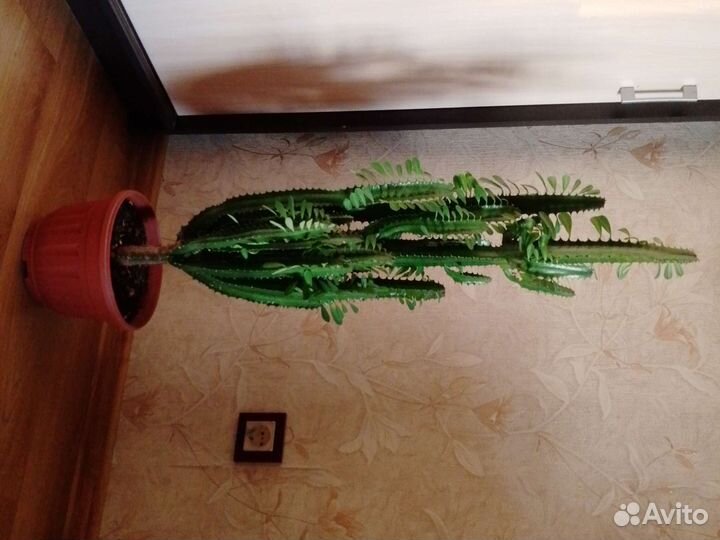 Молочай трехгранный