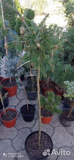 Ель пуш на штамбе