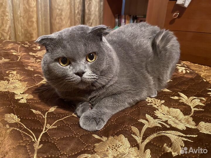 Шотландский вислоухий (скоттиш-фолд)