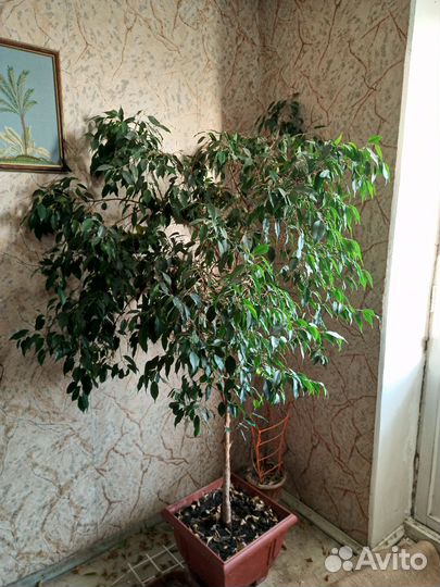 2 фикуса (мельколистовой и крупнолистовой)