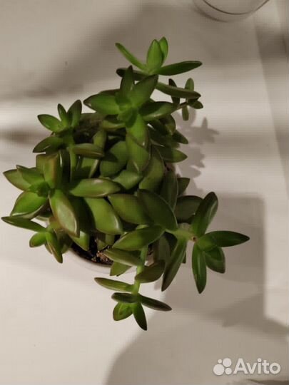 Суккулент седум